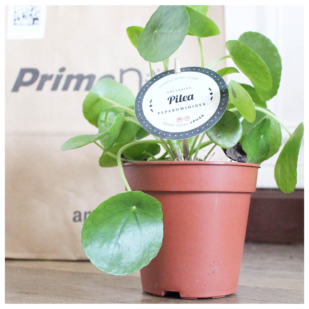 Que diriezvous de vous faire livrer vos plantes directement chezhellip