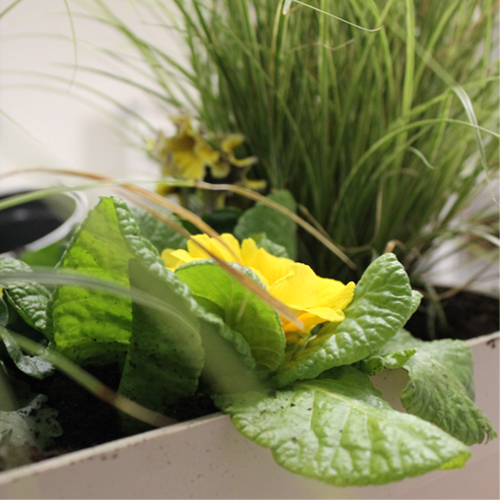 Jardinière brin de jardin